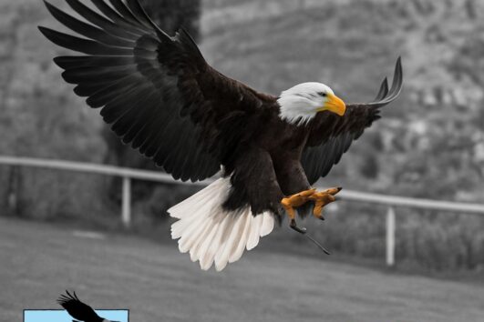 🦅 UN VOL LLIURE AL CIM D'ÀLIGUES - ESPECIAL MAIG SALVATGE!